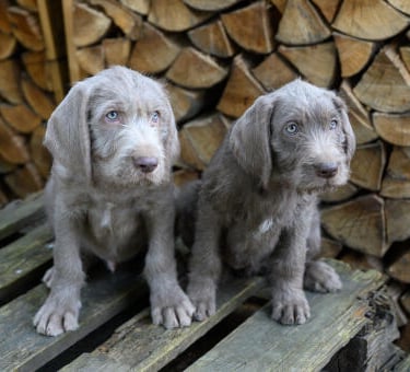 Slovakian Rough-Haired Pointer