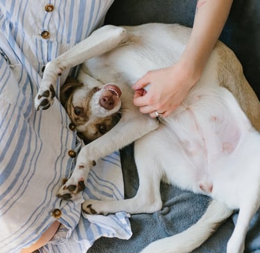 Dog Belly Rub