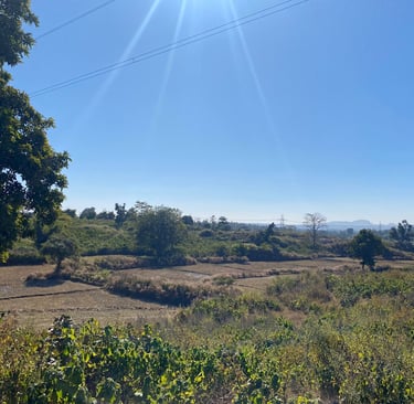 a field with a sun shining on the ground