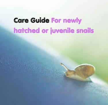 how to care pet snail baby newly hatched juvenile snails