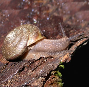 a shata sideband snailling sitting on a tree stump
