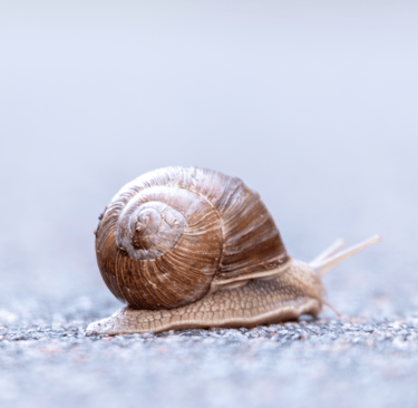 snail walking bare foot
