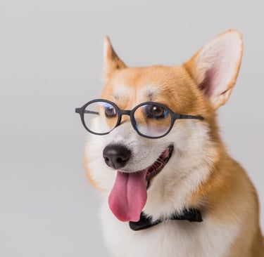 pet-sample-photo-three
