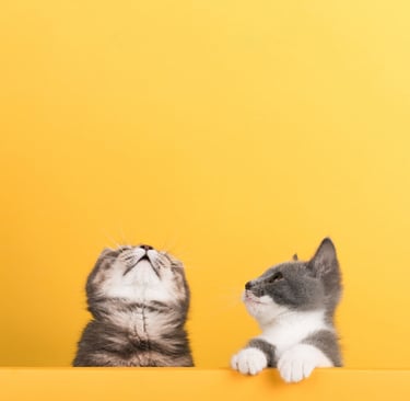pet-sample-photo-two