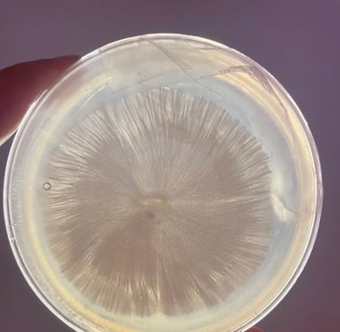 Mycélium de Psilocybes Cubensis avec une croissance rhizomorphique sur gélose