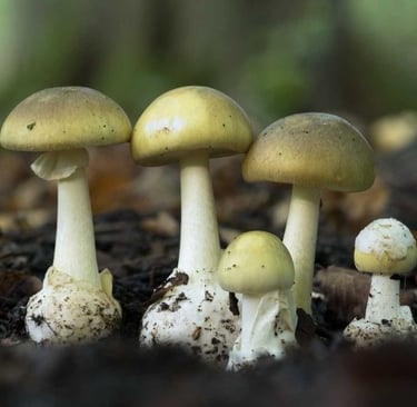 kuolemanhattusieniä Amanita phalloides