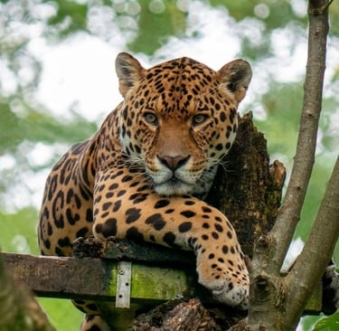 Maailman 10 vaarallisinta eläintä