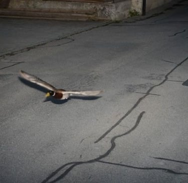 sinisorsa kameratutkassa