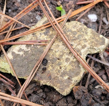 Asbestos has been left carelessly at the surface after council's site investigation