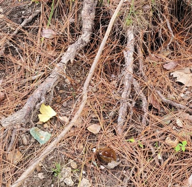 The trees were planted around 1978 into the old cooroy landfill waste.