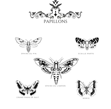 Dessin digital anatomie papillon