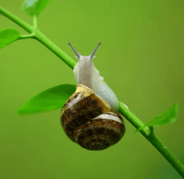 Un escargot, symbolisant la lenteur et les blocages dans la progression de la vie