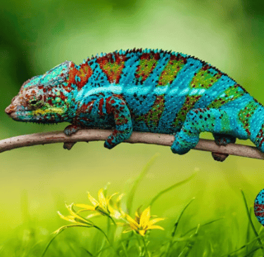 Un caméléon, symbolisant une armure ou carapace protectrice qui enferme le véritable soi