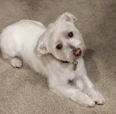 Cute white dog with head tilted