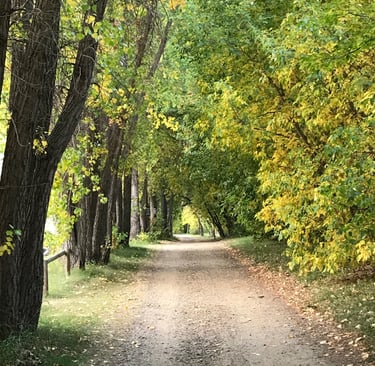 Forest pathway