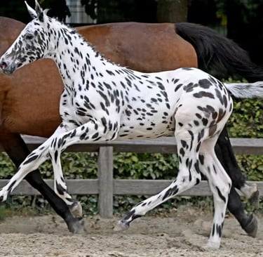 C-Bra van het Bokt verkocht voor 402.000 euro - © Paardenfotograaf/FFA/Persbericht