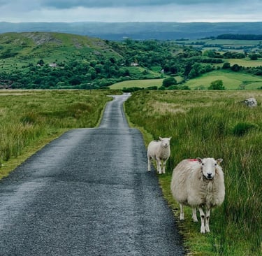 Cute Sheep green rolling hills Wales 