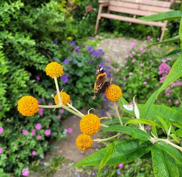 Staithes Arts and Crafts garden - a stunning butterfly on the globe buddleia bush