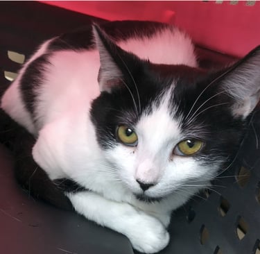 black and white cat