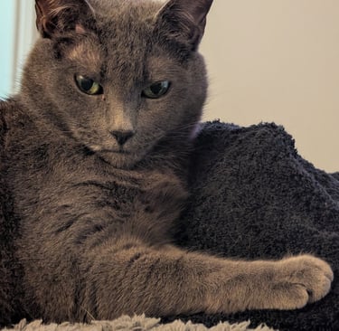Greg Rowland's Cat - Big Bit