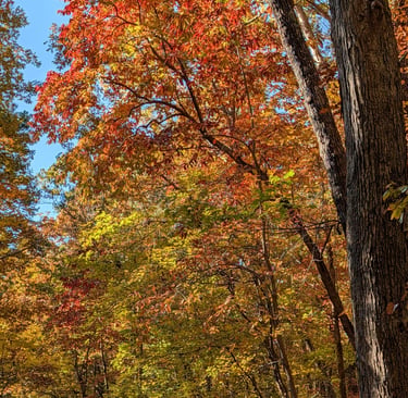 Colorful autum tree in Carolina North Forest Chapel Hill North Carolina