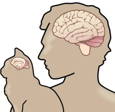 illustration showing feline cognitive dysfunction