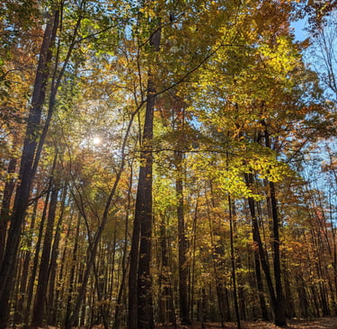 Carolina North Forest Chapel Hill Norh Carolina