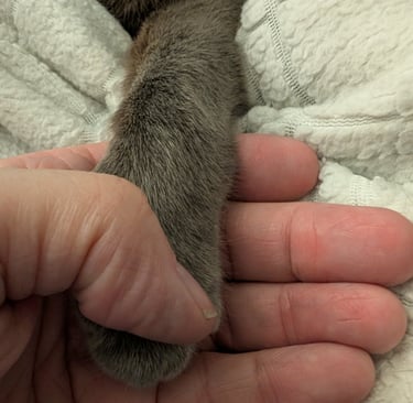Greg Rowland holding his cats' tail