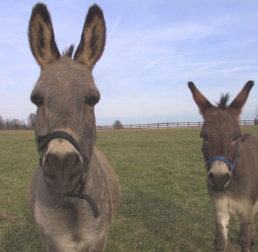 two minature donkeys