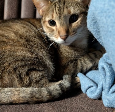 short hair tabby cat