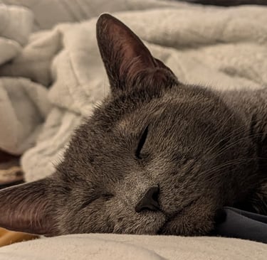 Greg Rowand's Cat Big Bit
