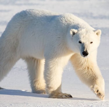 polar bear