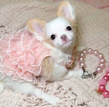 Petite Pups | Luxury Chihuahua Puppies For Sale in New York | PetitePups.com