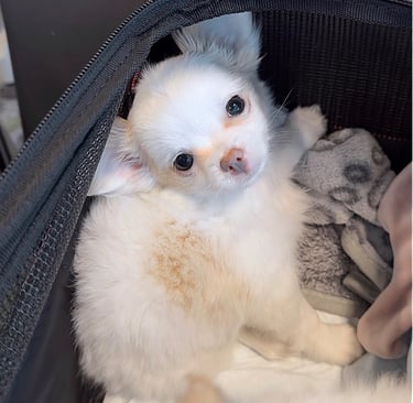 Petite Pups | Luxury Chihuahua Puppies For Sale in New York | PetitePups.com
