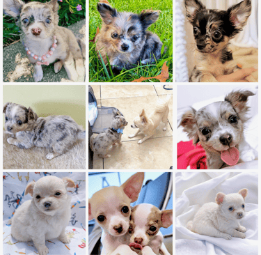 Petite Pups - Past Chihuahua Puppies - 5 Star Customer Reviews!