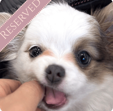 Premium Teacup Chihuahua Puppies For Sale in New York | Petite Pups