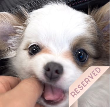 Petite Pups | Luxury Chihuahua Puppies For Sale in New York | PetitePups.com