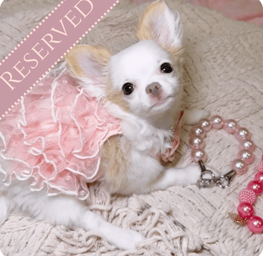 Premium Teacup Chihuahua Puppies For Sale | Petite Pups