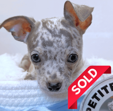 Blue Merle chihuahua puppy for sale - Petite Pups LLC - PetitePups.com