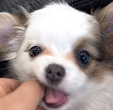 Petite Pups | Luxury Chihuahua Puppies For Sale in New York | PetitePups.com