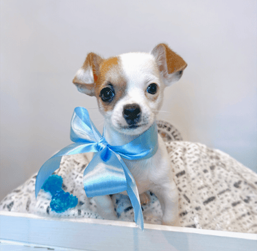 Teacup Chihuahua puppy for sale near me