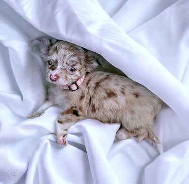 long haired lilac merle chihuahua puppy for sale near me