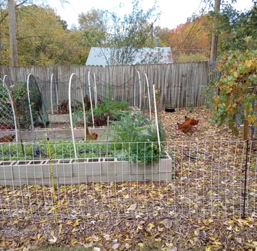 Chickens in the garden