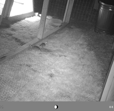 Rats trying to get into the chicken coop