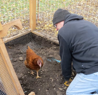 Rat proofing the chicken coop
