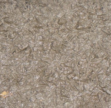 Mud with chicken feet prints