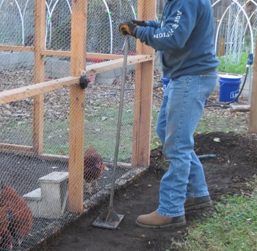 Rat proofing the chicken coop