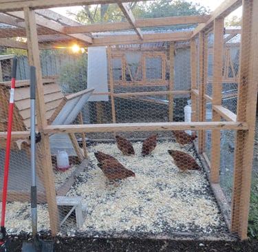 Rat proofing the chicken coop