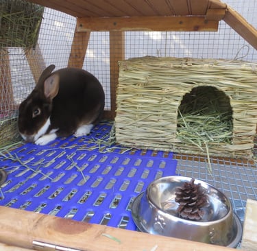 Clove with her bunny grass house