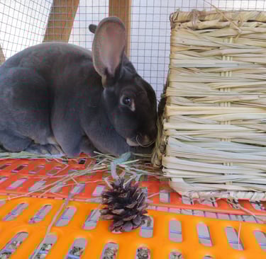 Parsley with her bunny grass house